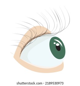 Human eye. Vector illustration isolated on white background.