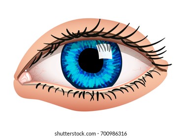 Human eye. Vector illustration. Isolated on white. Realistic style.
