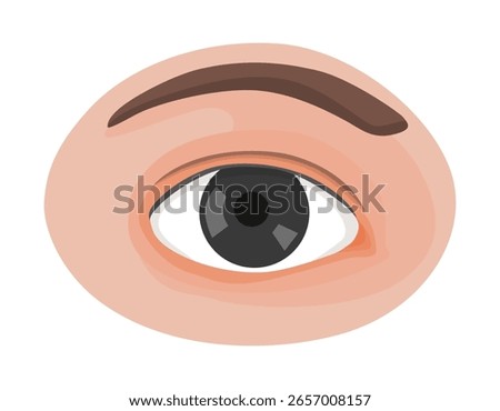 Human eye vector illustration organ of sight or vision