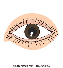 human eye vector illustration,isolated on white background, top view