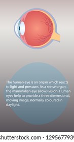 Human eye vector. Internal organs functions vector design. Vertical image