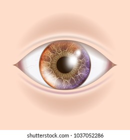 Human Eye Vector. Optometrist Check. Organ Test. Realistic Anatomy Illustration
