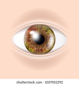 Human Eye Vector. Sight, Eyesight. Body Care. Realistic Detail Vision Illustration