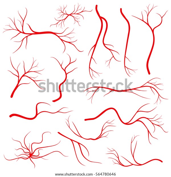 Human eye veins, vessel, blood arteries\
isolated on white vector. Set of blood veins, image of health red\
veins illustration.