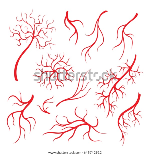 人間の目の静脈や血管 赤い毛細血管 血管 のベクター画像素材 ロイヤリティフリー