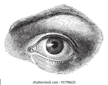 Human Eye - Vintage Illustration From Meyers Konversations-Lexikon 1897