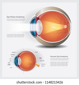 Human Eye Vision Anatomy Vector Illustration