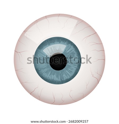 Human Eyeball Anatomy Vector Illustration