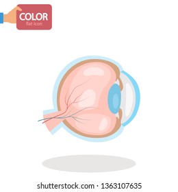 Human eyeball color vector icon. Flat design