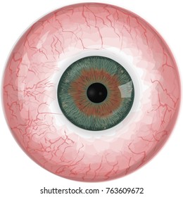 Human eyeball - Hazel vector eye