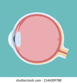 Human eyeball icon. Human eye structure. Vector illustration.