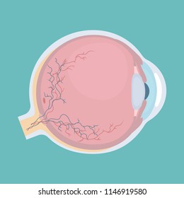 Human eyeball icon. Human eye structure. Vector illustration.