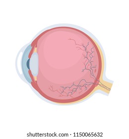 Human eyeball icon. Human eye structure. Vector illustration.
