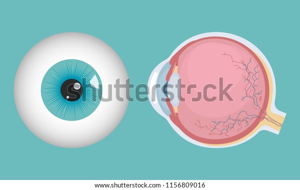 Human eyeball icon. Human eye structure.\
Vector illustration.