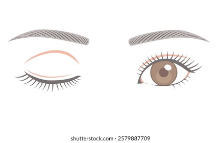 Human eyes with eyelashes, open and closed. Vector illustration isolated on white background.