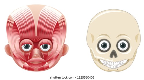 Human Face Anatomy and Skull illustration