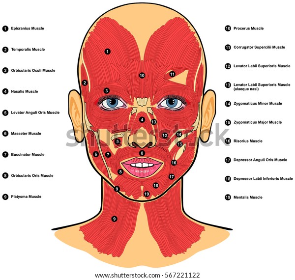 Human Face Muscles Anatomy Labeled Names เวกเตอร์สต็อก ปลอดค่า