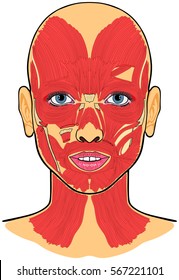Muskeln des menschlichen Gesichts Anatomie Vektorgrafik