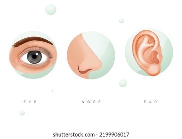 Human Face Parts - Ears, Nose, Eyes - Stock Illustration  As EPS 10 File