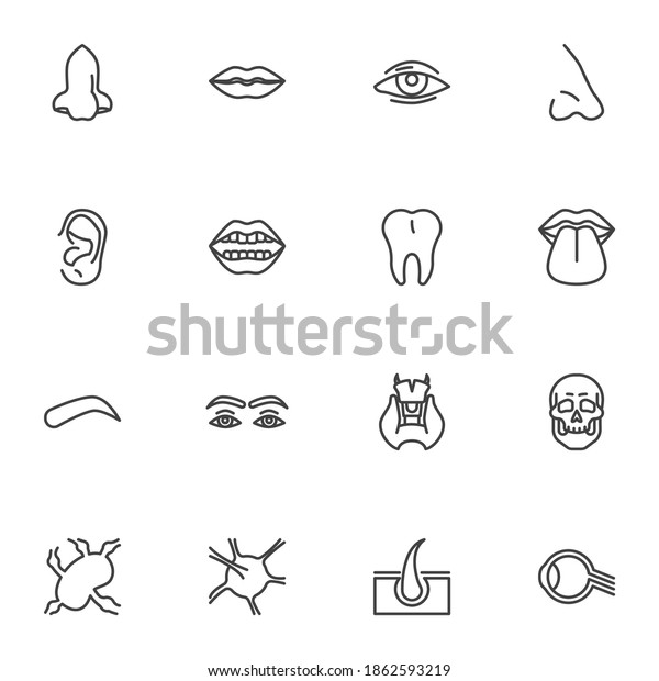 Human Face Parts Line Icons Set Stock Vector (Royalty Free) 1862593219 ...