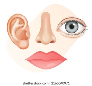 Human Face Parts - Lips, Ears, Nose, Eyes - Stock Illustration  as EPS 10 File