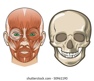 Human facial anatomy and skull in Vector