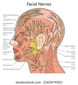 Human Facial nerve structure scheme diagram schematic vector illustration. Medical science educational illustration