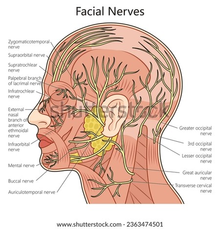 Human Facial nerve structure scheme diagram schematic vector illustration. Medical science educational illustration