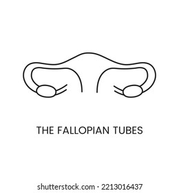 Línea de ícono de trompas de falopía humana en vector, ilustración del órgano interno, para ginecología.