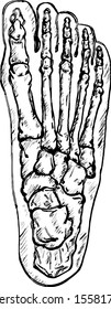 A human feet skeleton. Hand drawn vector illustration. 