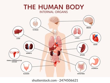 Anatomía del cuerpo humano femenino órganos internos y partes diagrama póster