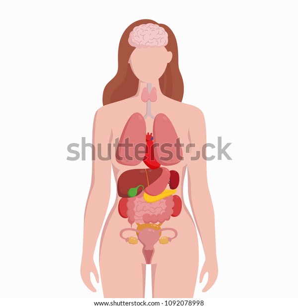内臓を持つ人間の女性 の体は 平らなインフォグラフィックポスターベクターイラストをスキーマにしています 肺 心臓 甲状腺 胃 肝臓 腎臓 子宮 腸 膵臓 脾臓を持つ女性のシルエット のベクター画像素材 ロイヤリティフリー