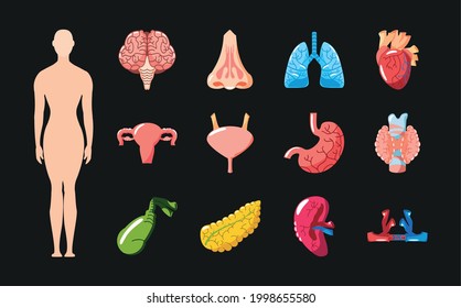 human female body organs set