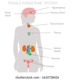 254 Hypothalamus Pituitary Ovaries Images, Stock Photos & Vectors ...