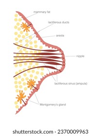 Diagrama de sección transversal de pezones hembra humana con subtítulos. Microestructura del pecho con tejidos, glándulas de Montgomery, conductos de leche con senos mostrados.