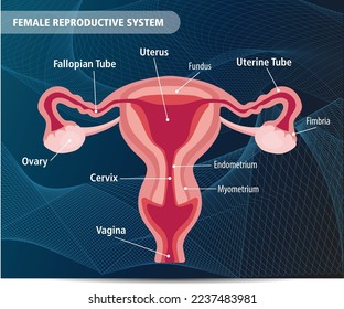 Human Female Reproductive System vector illustration anatomy science background