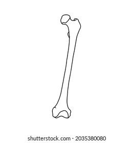 Human femur bone. Outline, anatomical, hand drawn illustration on white background. Vector Stock.