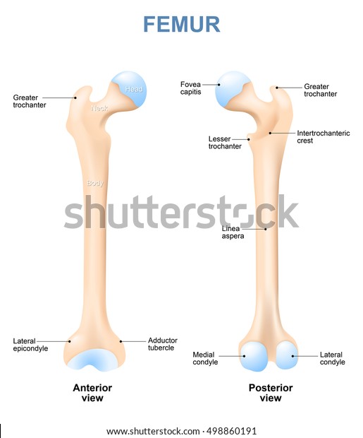 human femur\
with front and side view. Labeled. Detailed medical illustration.\
Isolated on a white\
background