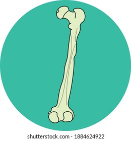 Human femur leg bone flat vector design, icon. Simple design.