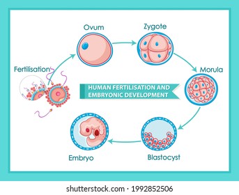 Human fertilisation and embryonic development diagram illustration