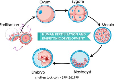 Embryon Images, Stock Photos & Vectors | Shutterstock