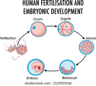 Human Fertilisation Embryonic Development Human Infographic Stock ...