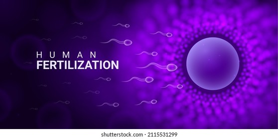 Human fertility egg sperm reproductive background. Human egg cell ovule animal ivf banner