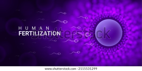 Human fertility egg sperm reproductive
background. Human egg cell ovule animal ivf
banner