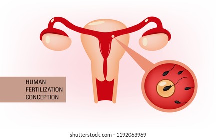 Human fertilization conception is the union of a human egg and sperm, which curring in the ampulla of the fallopian tube before growth to the embryo.