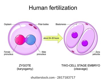 Human fertilization. Nuclear fusion and first cell division. Zygote in Karyogamy and Two-cell stage embryo after Zygote cleavage. Reproductive biology. Vector illustration.