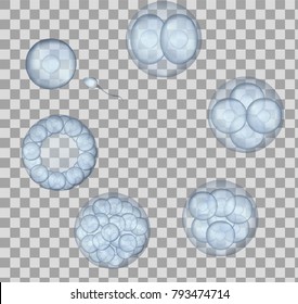 Human fertilization scheme, the phases of embryo development in the early stages. Vector medical and science template