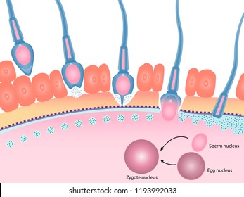 Fecundación humana de espermatozoides y óvulos, Sistema reproductivo, Reacción acrosómica, Ilustración vectorial eps10