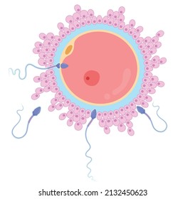 Human fertilization is the union of a human egg and sperm
