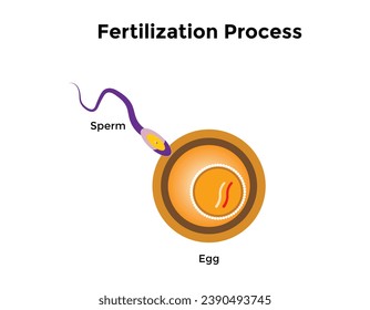 Human fertilization is the union of a human egg and sperm